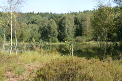 Moor Diebelsee